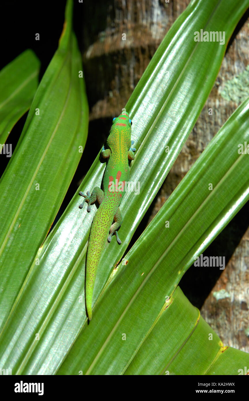 Big Island gecko kriecht in einem hellen Grün, Palme Wedel in Hawaii. Sonnenlicht stärkt dem genialen Gecko rote, grüne und blaue Färbung. Stockfoto