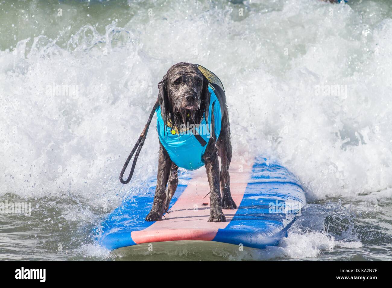 September 23, 2017 - CA, USA - Surf City Surf Hund kehrt nach Huntington Beach.. Einen anderen Hund gute Zeit gegangen, wie viele Rassen und Größen zeigen sich in diesem Jahre Fall zu konkurrieren. Hier gesehen: Brody der Labradoodle. (Bild: © Daren Fentiman über ZUMA Draht) Stockfoto