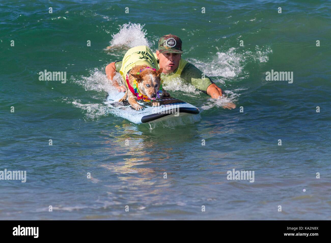 September 23, 2017 - CA, USA - Surf City Surf Hund kehrt nach Huntington Beach.. Einen anderen Hund gute Zeit gegangen, wie viele Rassen und Größen zeigen sich in diesem Jahre Fall zu konkurrieren. Hier gesehen: Skyler die Queensland heeler. (Bild: © Daren Fentiman über ZUMA Draht) Stockfoto