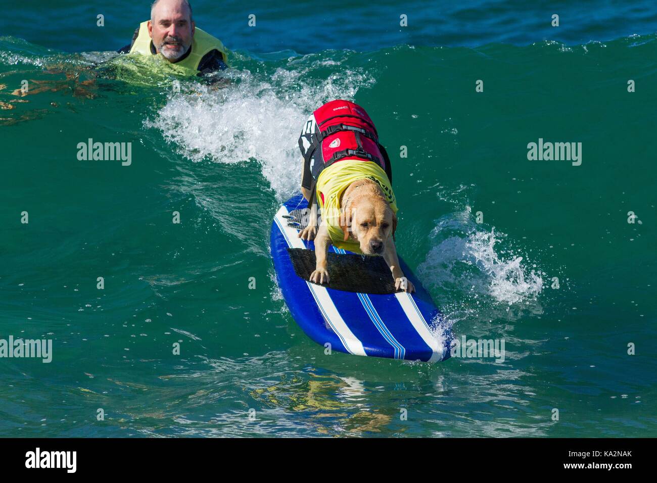 September 23, 2017 - CA, USA - Surf City Surf Hund kehrt nach Huntington Beach.. Einen anderen Hund gute Zeit gegangen, wie viele Rassen und Größen zeigen sich in diesem Jahre Fall zu konkurrieren. Hier gesehen: Charlie das Gelbe Lab. (Bild: © Daren Fentiman über ZUMA Draht) Stockfoto