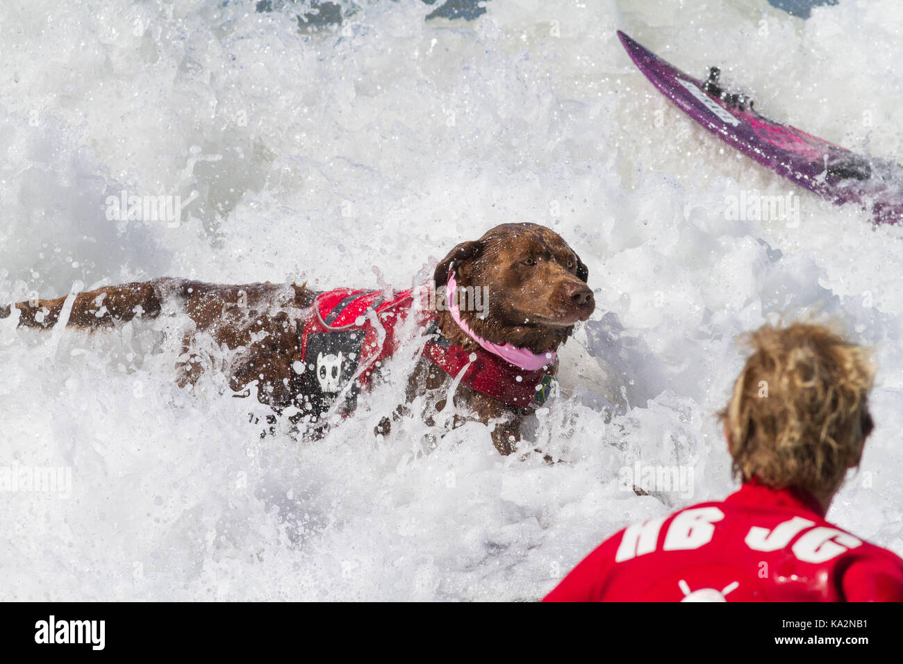 September 23, 2017 - CA, USA - Surf City Surf Hund kehrt nach Huntington Beach.. Einen anderen Hund gute Zeit gegangen, wie viele Rassen und Größen zeigen sich in diesem Jahre Fall zu konkurrieren. Hier gesehen: Bono Chocolat Lab. (Bild: © Daren Fentiman über ZUMA Draht) Stockfoto