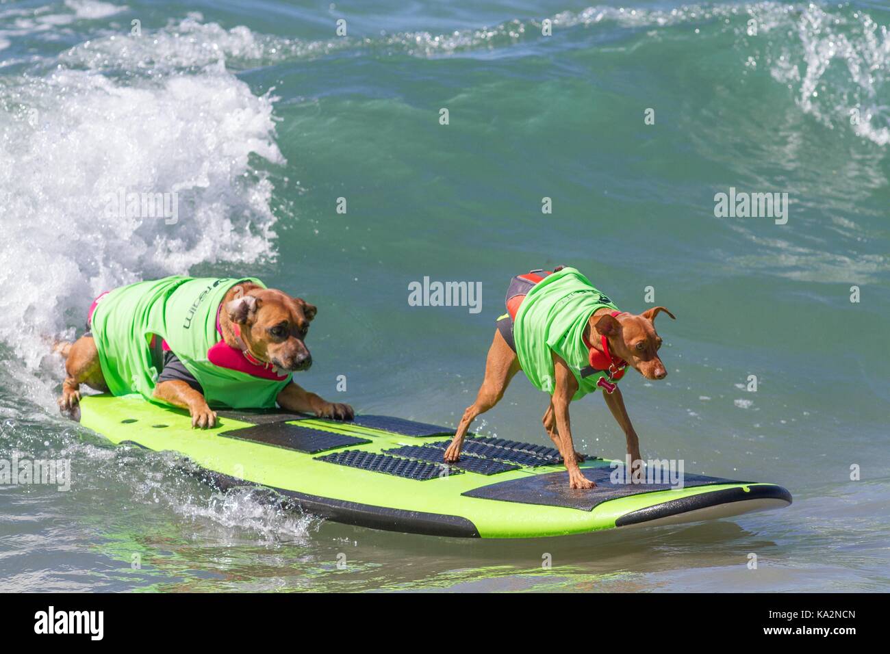 September 23, 2017 - CA, USA - Surf City Surf Hund kehrt nach Huntington Beach.. Einen anderen Hund gute Zeit gegangen, wie viele Rassen und Größen zeigen sich in diesem Jahre Fall zu konkurrieren. Hier gesehen: Tandem, Giselle/rostig. (Bild: © Daren Fentiman über ZUMA Draht) Stockfoto