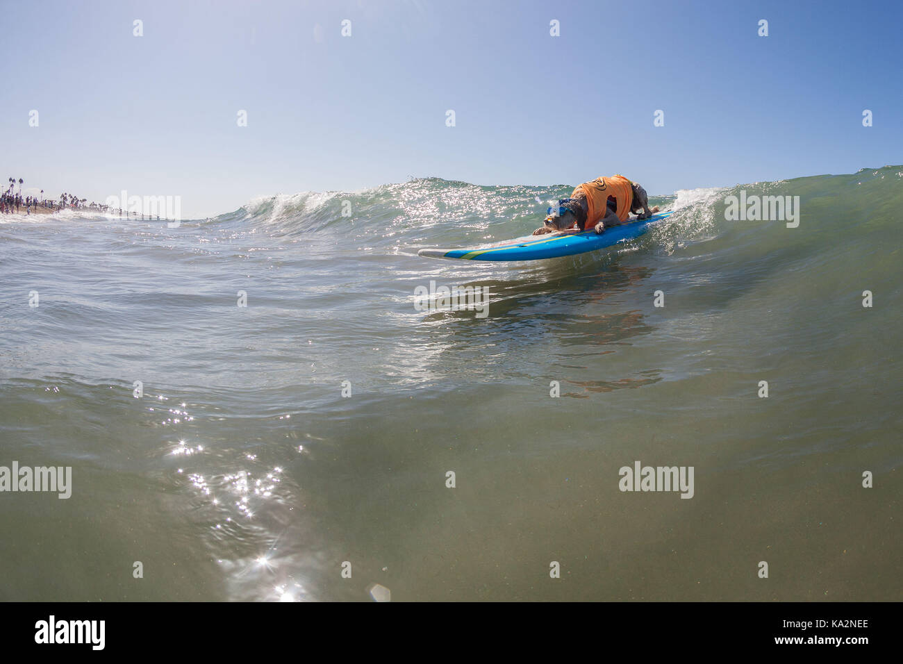 September 23, 2017 - CA, USA - Surf City Surf Hund kehrt nach Huntington Beach.. Einen anderen Hund gute Zeit gegangen, wie viele Rassen und Größen zeigen sich in diesem Jahre Fall zu konkurrieren. Hier gesehen: Derby der Goldendoodle. (Bild: © Daren Fentiman über ZUMA Draht) Stockfoto