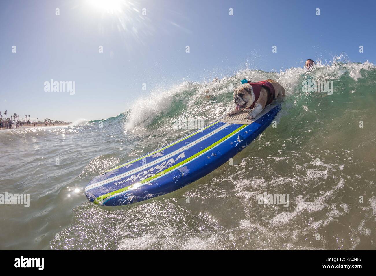 September 23, 2017 - CA, USA - Surf City Surf Hund kehrt nach Huntington Beach.. Einen anderen Hund gute Zeit gegangen, wie viele Rassen und Größen zeigen sich in diesem Jahre Fall zu konkurrieren. Hier gesehen: George die Bulldogge. (Bild: © Daren Fentiman über ZUMA Draht) Stockfoto