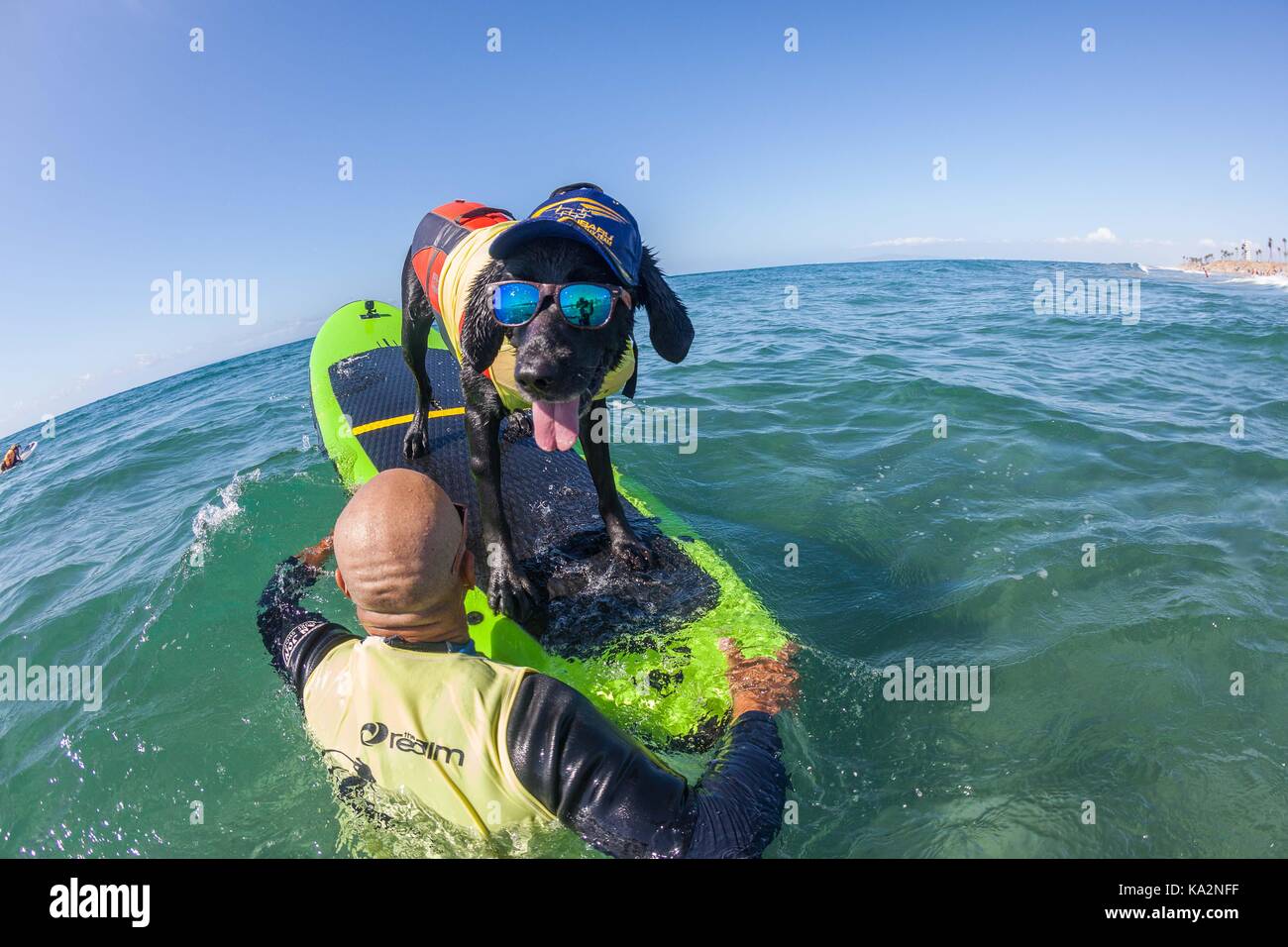 September 23, 2017 - CA, USA - Surf City Surf Hund kehrt nach Huntington Beach.. Einen anderen Hund gute Zeit gegangen, wie viele Rassen und Größen zeigen sich in diesem Jahre Fall zu konkurrieren. Hier gesehen: Brooklyn der Labrador Retriever. (Bild: © Daren Fentiman über ZUMA Draht) Stockfoto