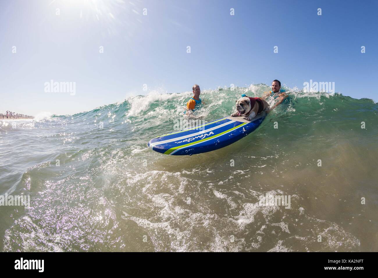 September 23, 2017 - CA, USA - Surf City Surf Hund kehrt nach Huntington Beach.. Einen anderen Hund gute Zeit gegangen, wie viele Rassen und Größen zeigen sich in diesem Jahre Fall zu konkurrieren. Hier gesehen: George die Bulldogge. (Bild: © Daren Fentiman über ZUMA Draht) Stockfoto