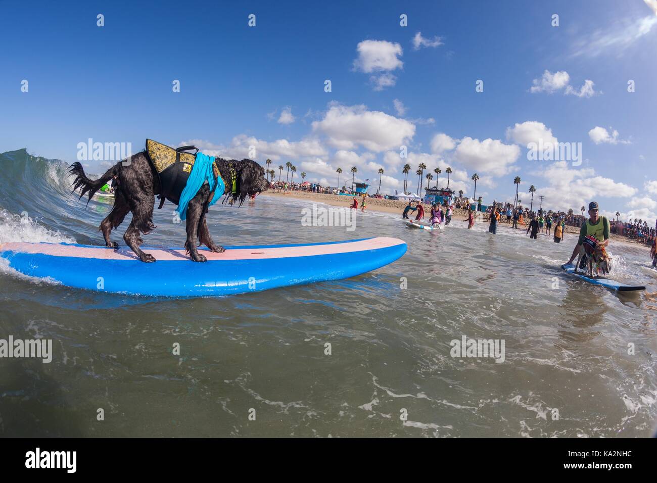 September 23, 2017 - CA, USA - Surf City Surf Hund kehrt nach Huntington Beach.. Einen anderen Hund gute Zeit gegangen, wie viele Rassen und Größen zeigen sich in diesem Jahre Fall zu konkurrieren. Hier gesehen: Brody der Labradoodle. (Bild: © Daren Fentiman über ZUMA Draht) Stockfoto