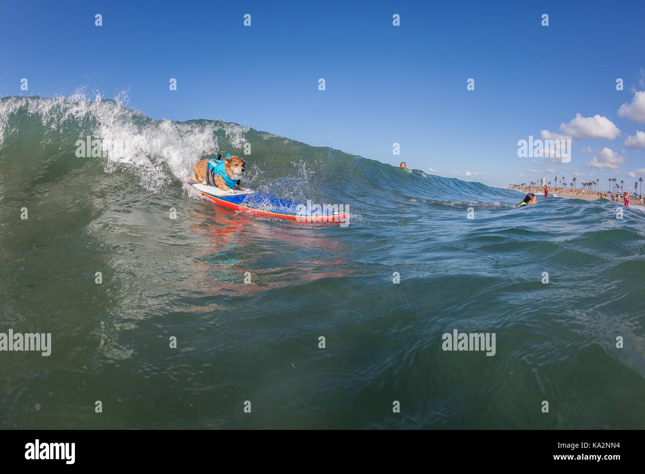 Ca, USA. 23 Sep, 2017. Surf City Surf Hund kehrt nach Huntington Beach. Einen anderen Hund gute Zeit gegangen, wie viele Rassen und Größen in diesem Jahre Fall zu konkurrieren. Hier gesehen: Jojo die Corgi. Credit: Daren Fentiman/ZUMA Draht/Alamy leben Nachrichten Stockfoto