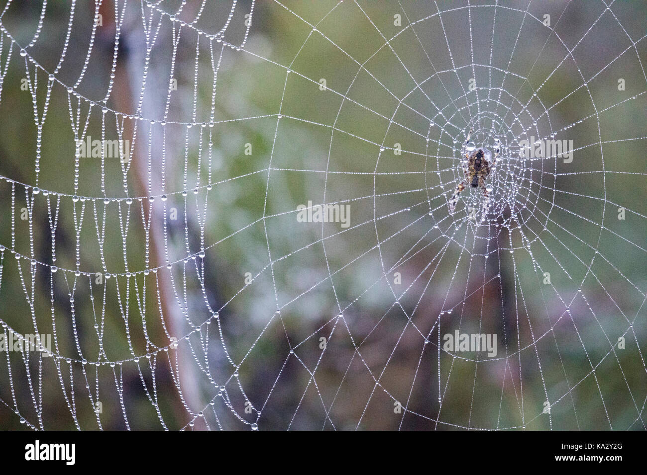 Ein Spinnennetz mit Morgentau auf Heide auf halkyn Mountiain, Wales, UK abgedeckt Stockfoto