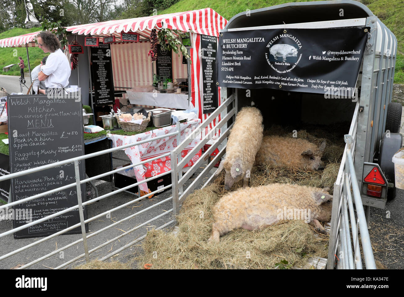 Ungarische Mangalitza Schweinen auf Anzeige an den Hals Schafe Festival 2017 in Ballymena Carmarthenshire Wales, UK KATHY DEWITT Stockfoto