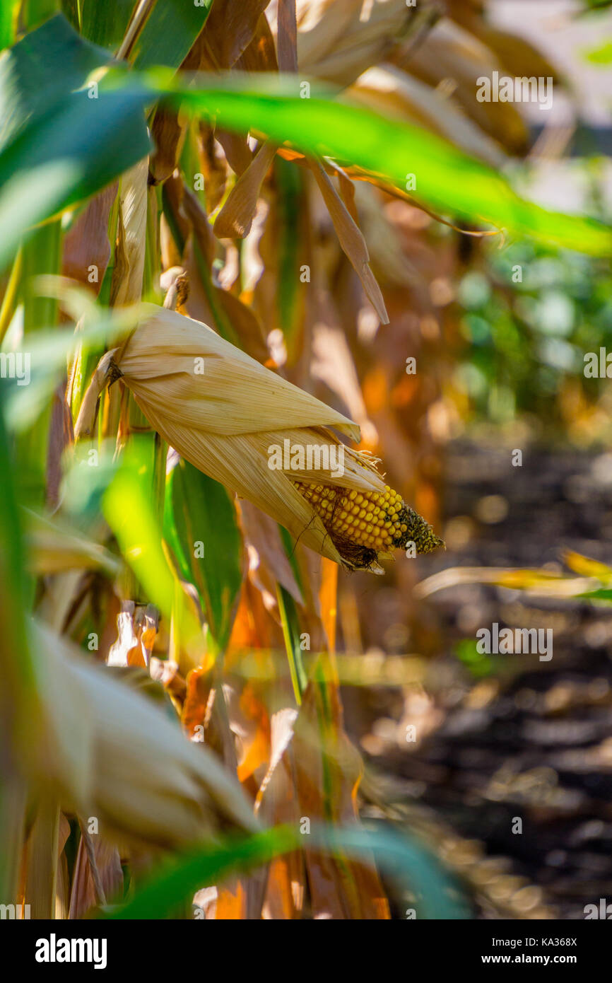 Mais auf der Anlage Stockfoto