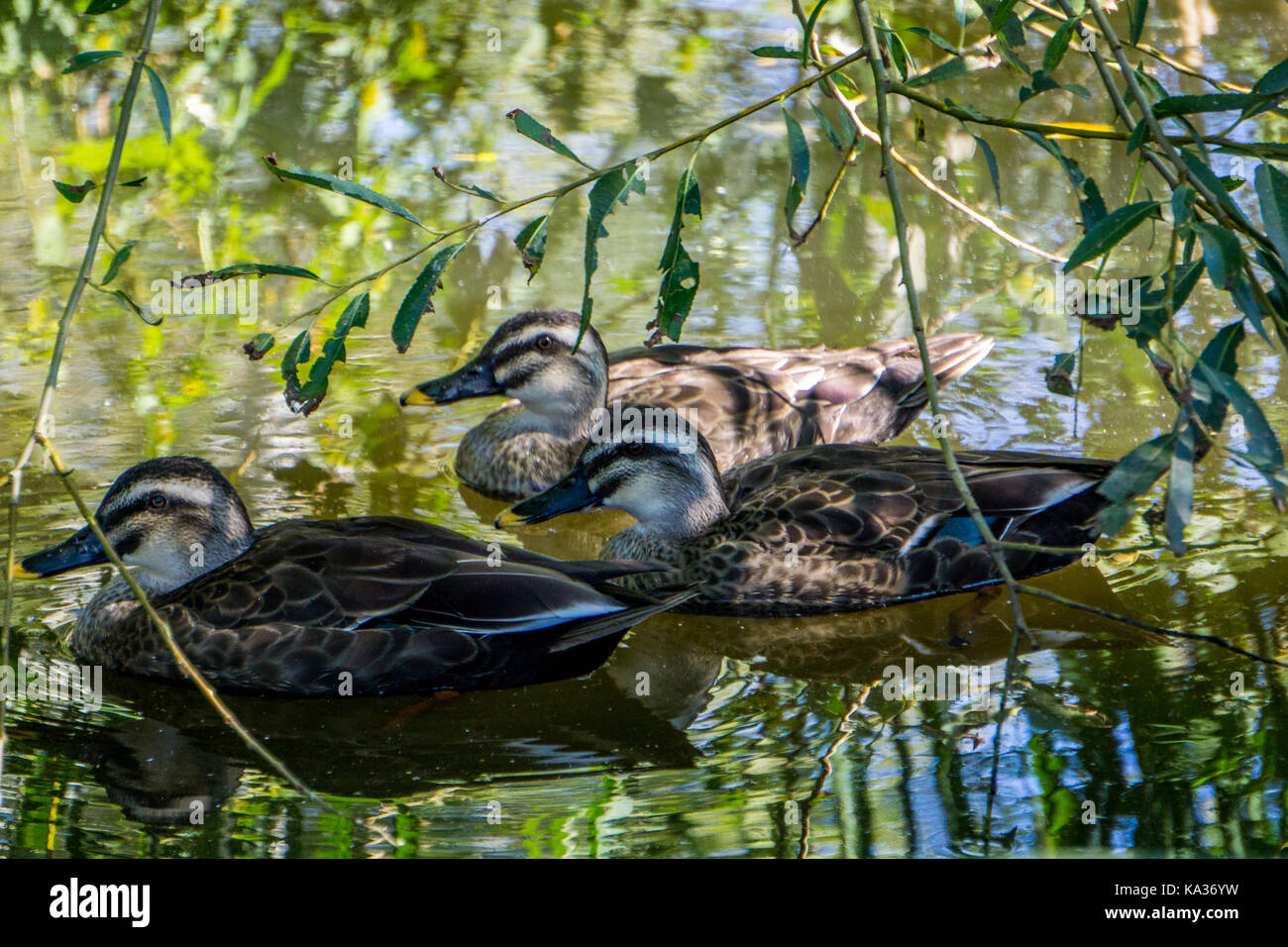Drei Enten Stockfoto
