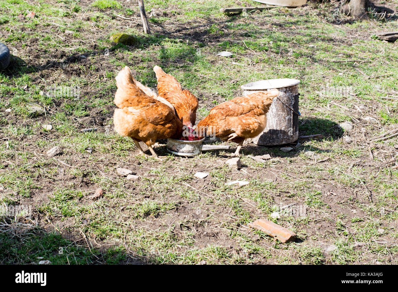 Hennen, die sich auf traditionelle ländliche barnyard am sonnigen Tag. Nahaufnahme von Huhn stehend auf barn Yard mit den Hühnerstall. Freie Strecke der Geflügelhaltung Stockfoto