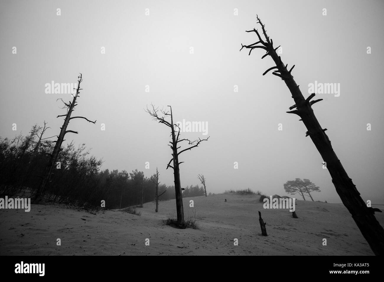 Dunkle Silhouette der Toten trockenen Wald. Ökologische, leben Konzept Stockfoto