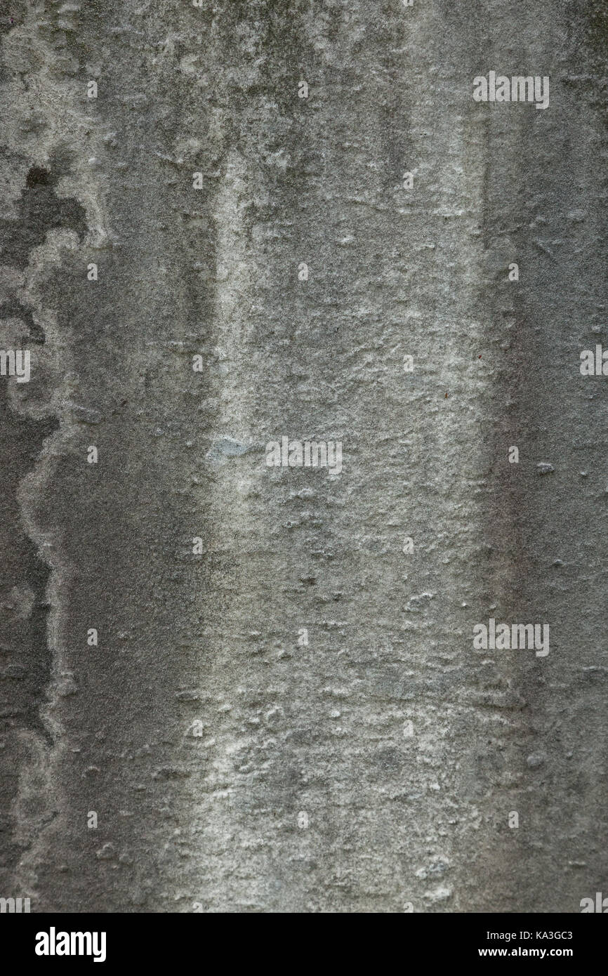 Textur von einem alten Grabstein als Overlay, Hintergrund, oder Tapete verwendet werden Stockfoto