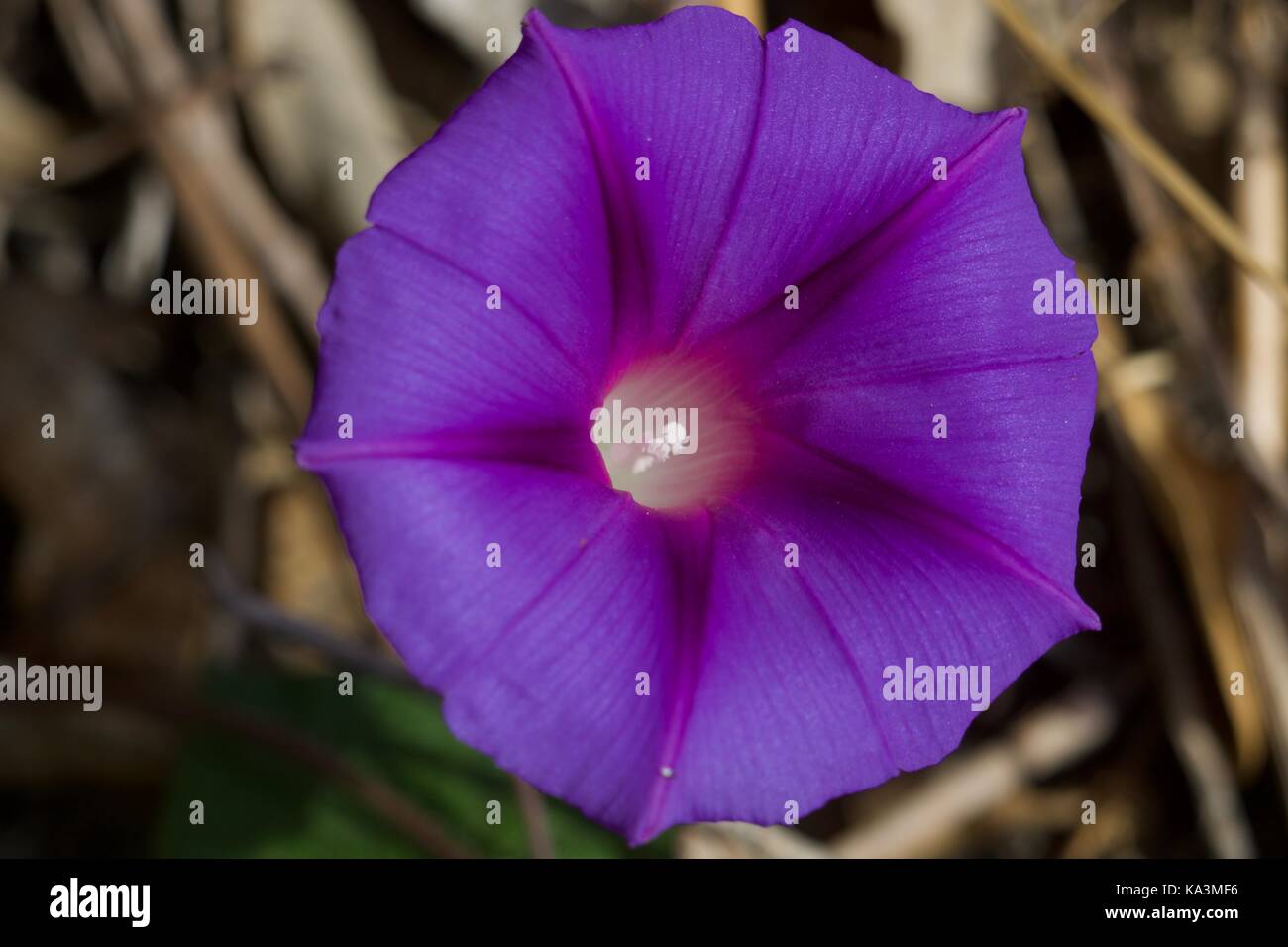 Morning Glory, Flor azul e púrpura Stockfoto