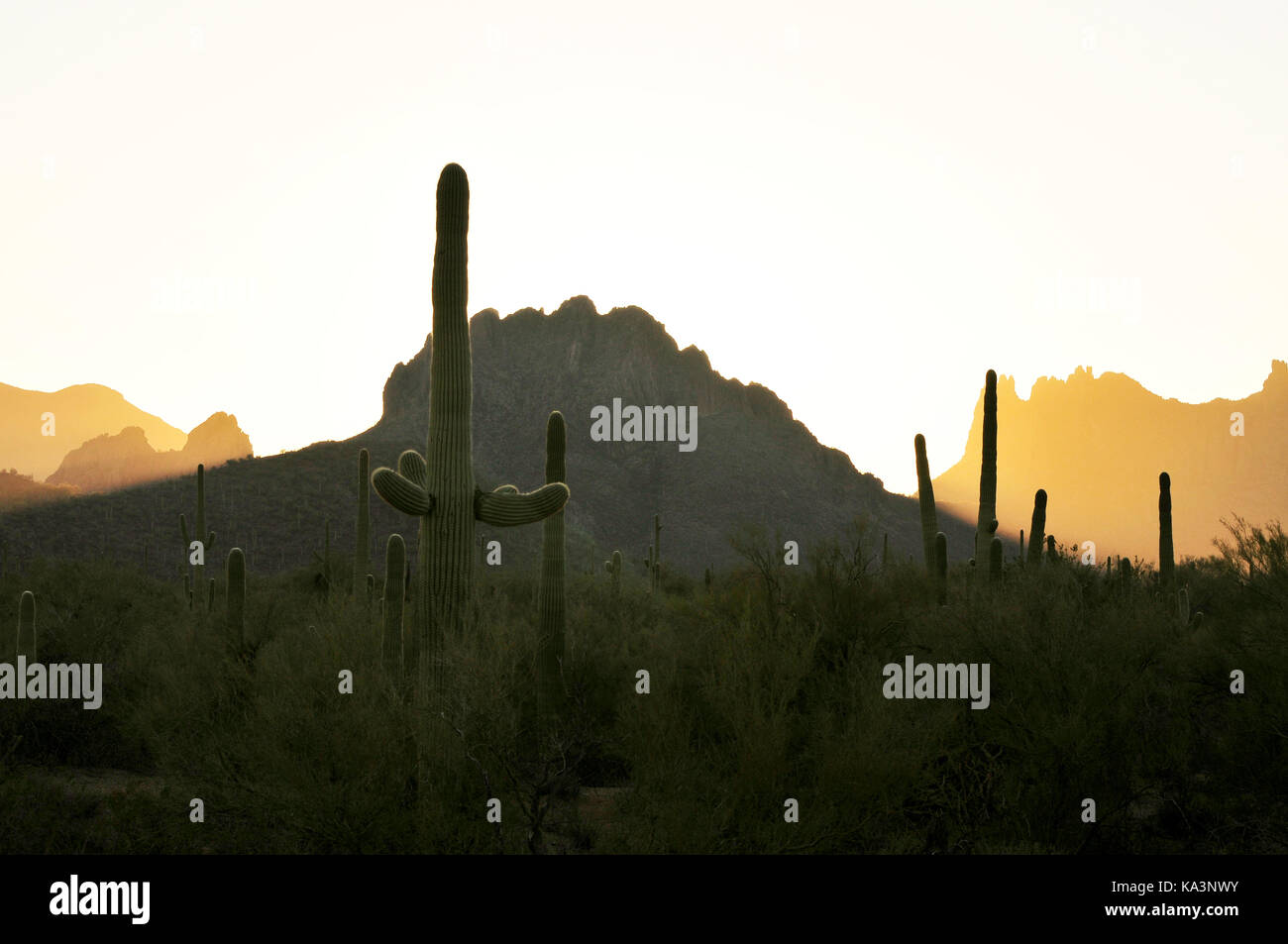 Ironwood Forest National Monument bei Sonnenuntergang in der Nähe von Marana, Arizona, USA, in der Sonora Wüste. Stockfoto