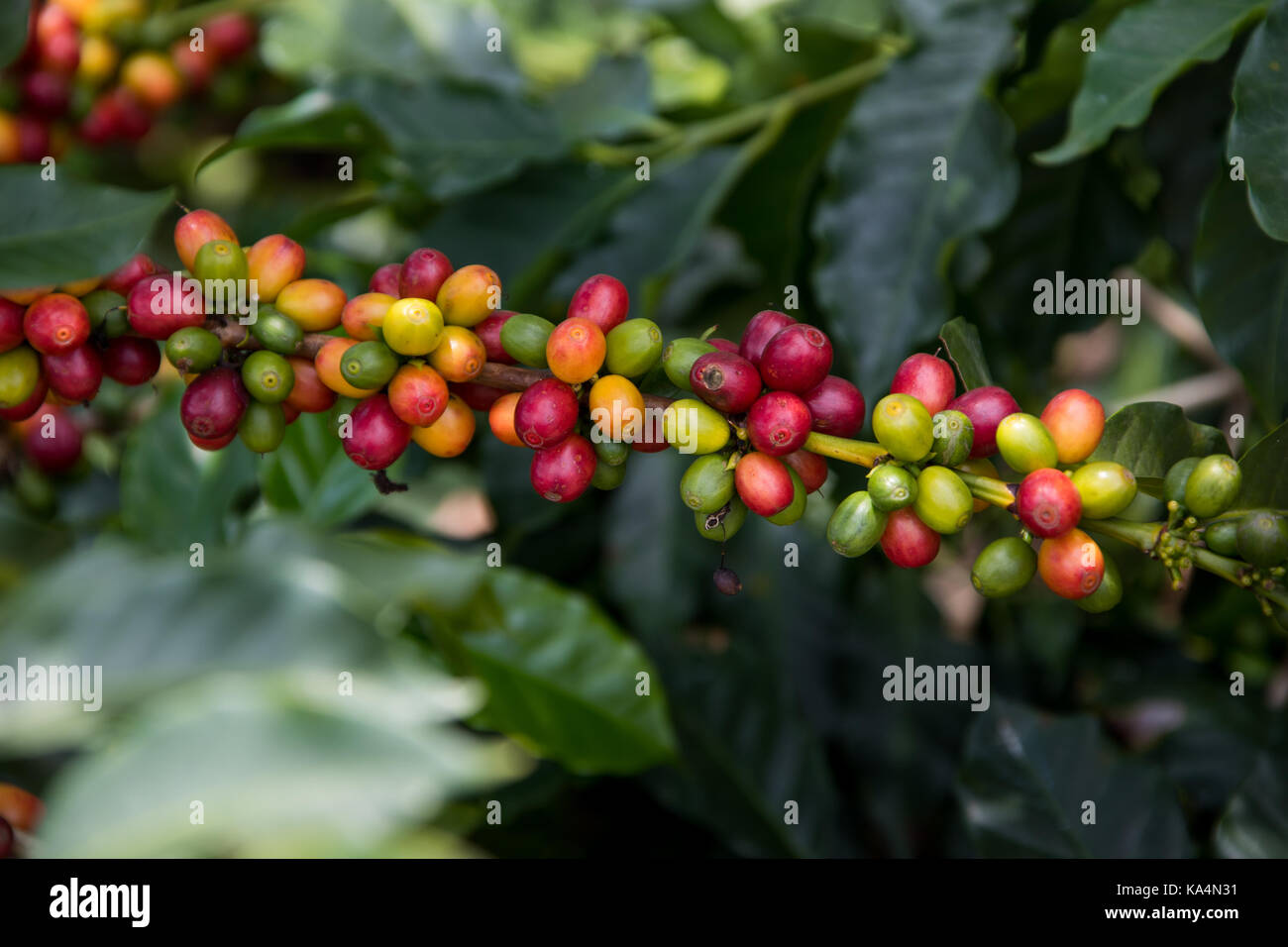 Reife Rote Kaffeekirschen, Hacienda Venecia Coffee Farm, Manizales, Kolumbien Stockfoto