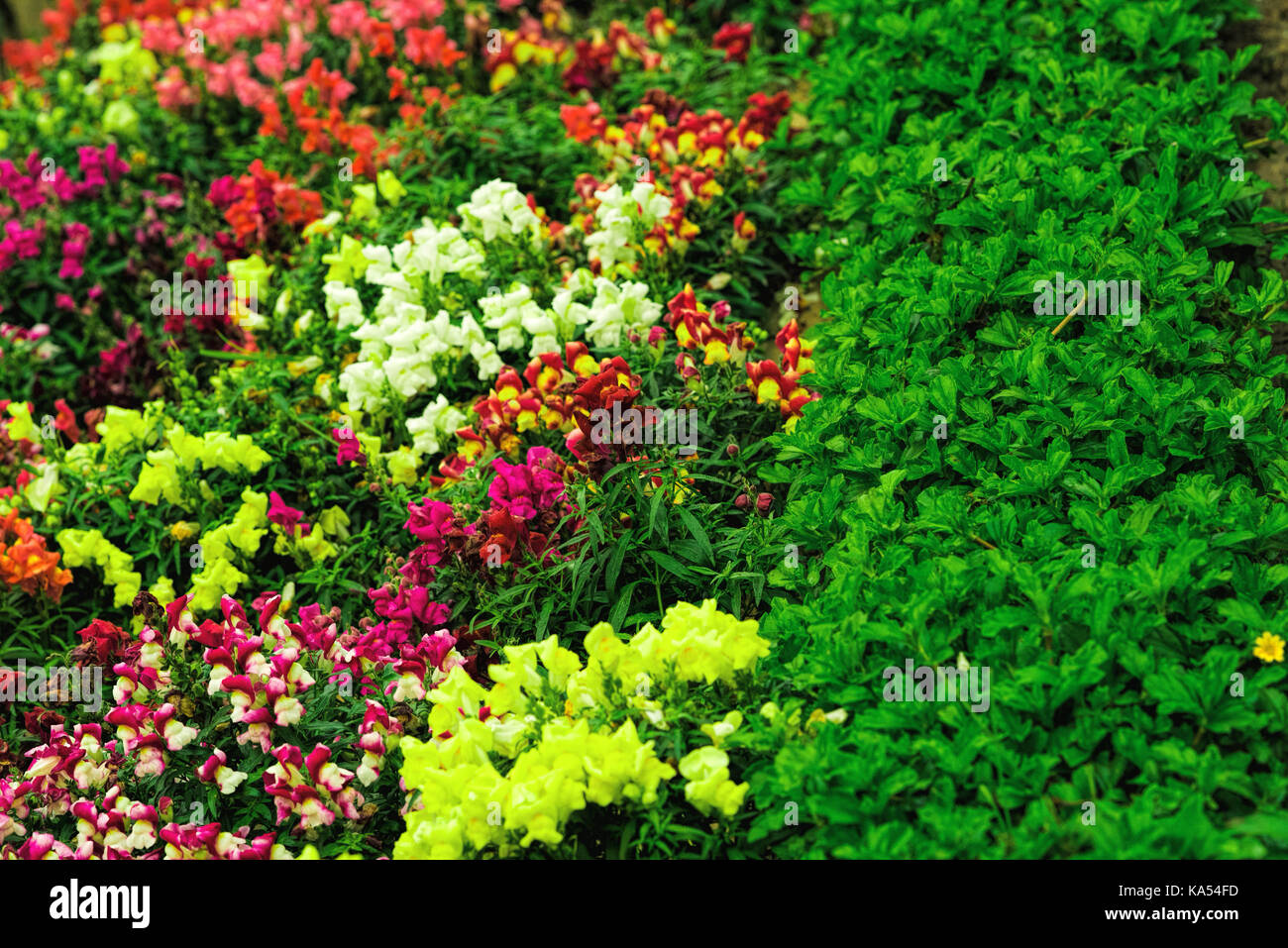 Blume Garten Kolkata, West Bengal, Indien, Asien Stockfoto