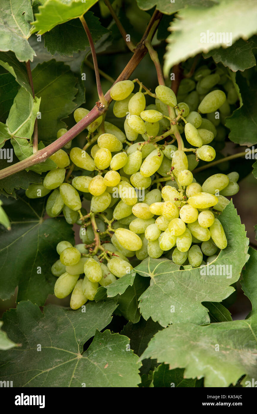 Trauben, Sangli, Maharashtra, Indien, Asien - Sgg 258241 Stockfoto