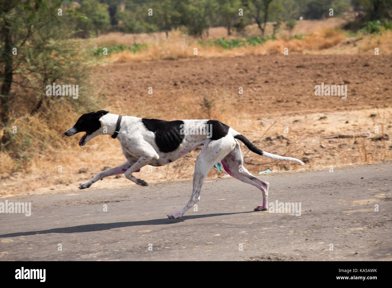 Hund Rasse, Sangli, Maharashtra, Indien, Asien - Sgg 258262 Stockfoto