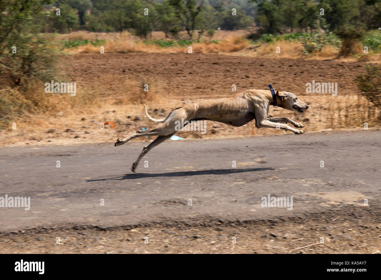 Hund Rasse, Sangli, Maharashtra, Indien, Asien - Sgg 258266 Stockfoto