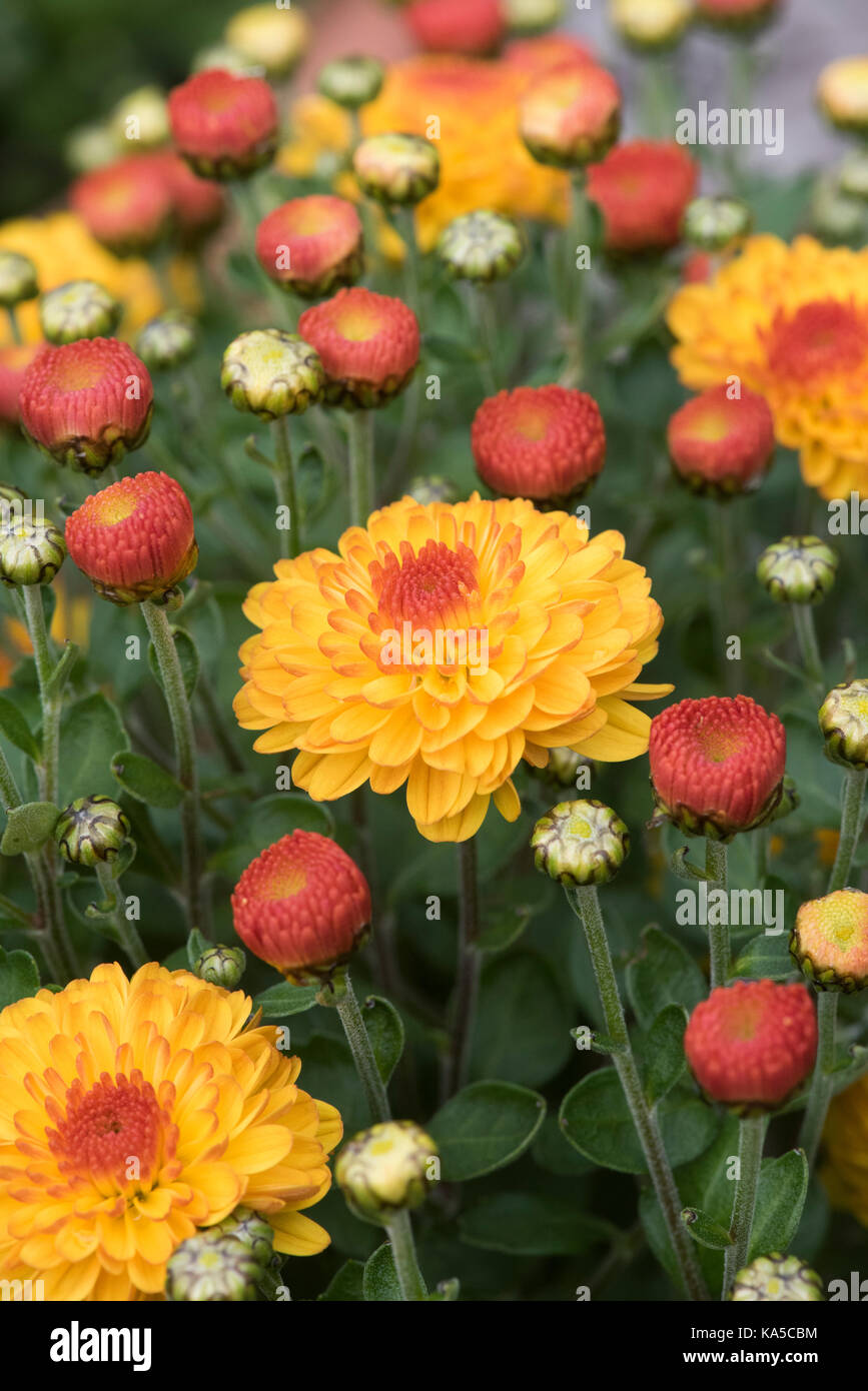 Chrysantheme Gigi gold Blumen. UK. Poppins Serie von Zwerg terrasse Chrysanthemen Stockfoto