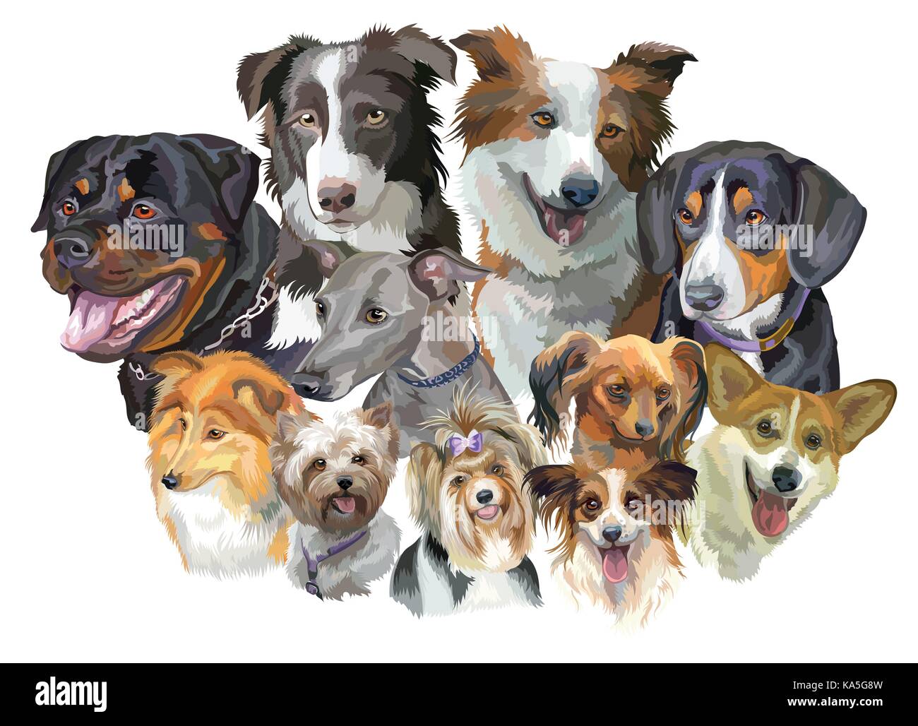 Set aus bunten Vektor Porträts von Hunderassen (Rottweiler, Border Collie, Toy Terrier, papillon, Pembroke Welsh Corgi, Sheltie, Yorkshire Terrier, Ita Stock Vektor