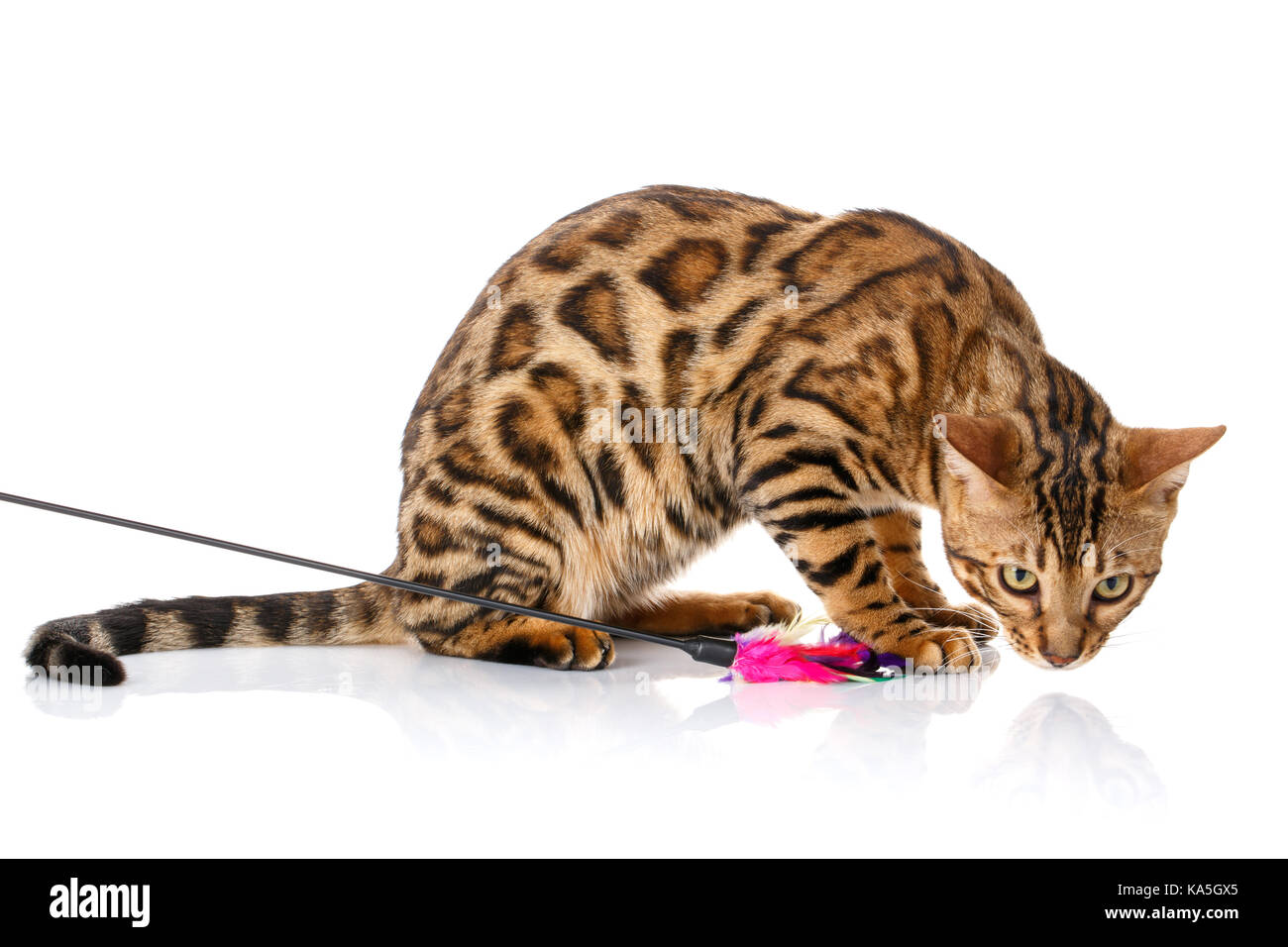 Verspielte Bengal Katze. auf weißem Hintergrund Stockfoto