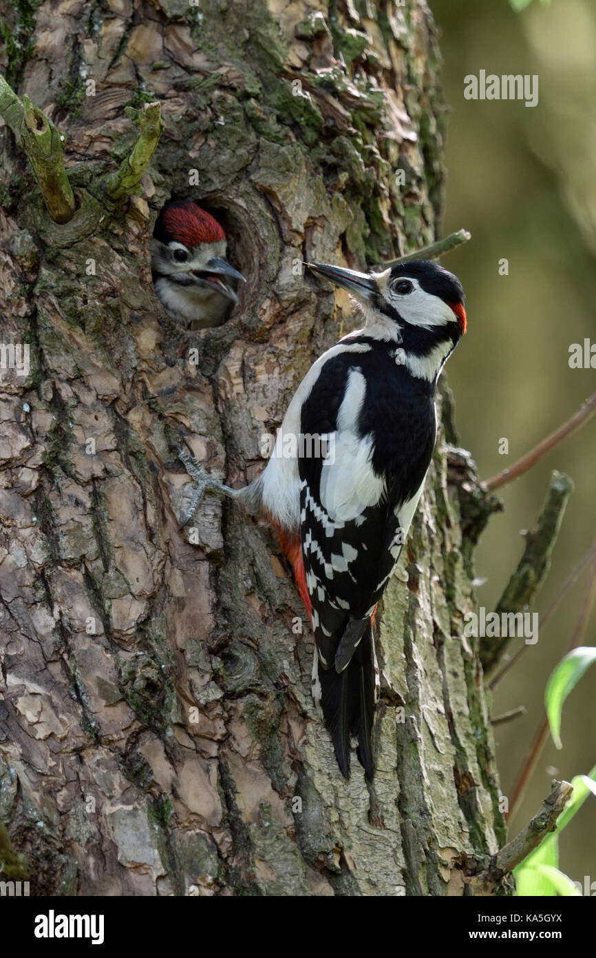 Größere / Buntspecht / Buntspecht (Dendrocopos major) im Nest Loch im Vorgriff auf die Fütterung männlichen, jungen. Stockfoto