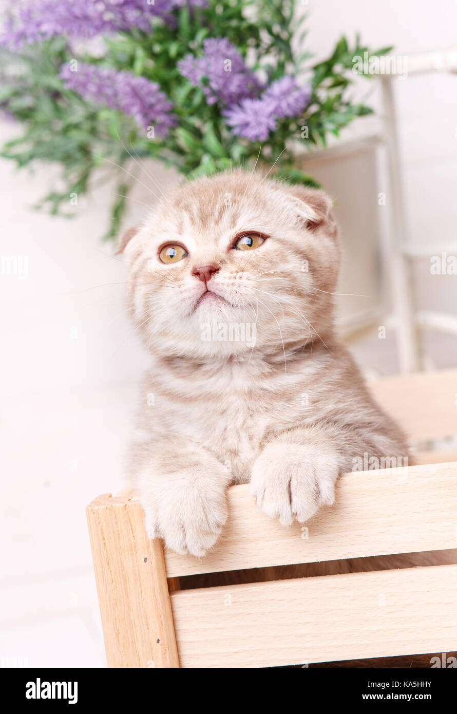 Scottish Fold Katze. Baby Tier portrait Stockfoto