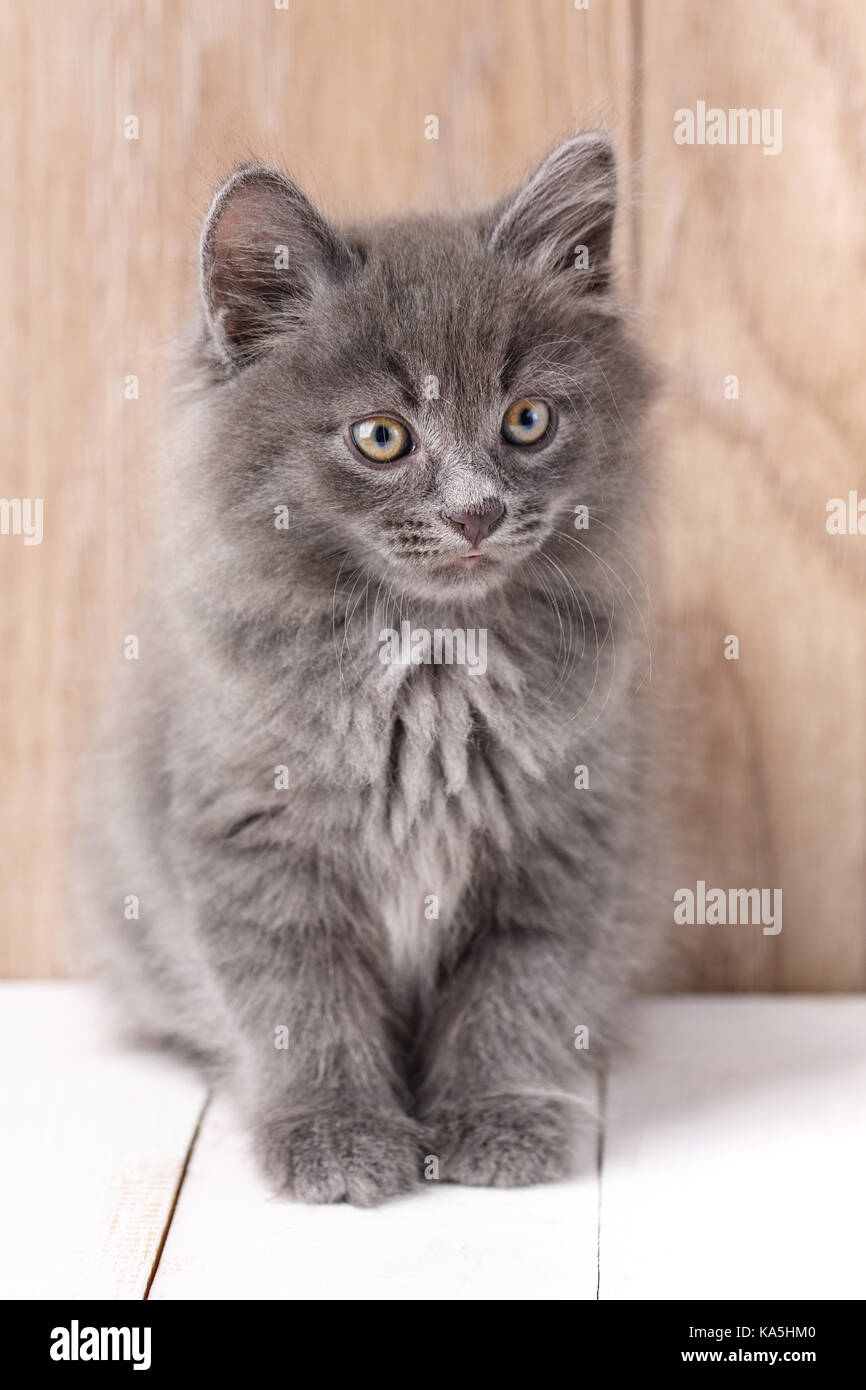 Cute Kurilian Bobtail Kitty Stockfoto