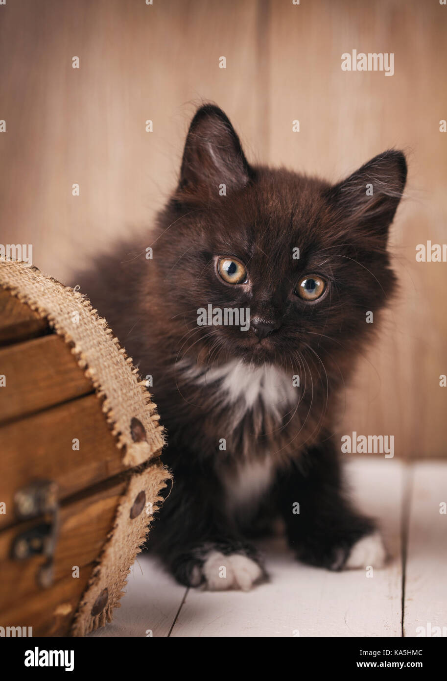 Reinrassige Katzen. Reinrassige Kätzchen Kurilian Bobtail Stockfoto