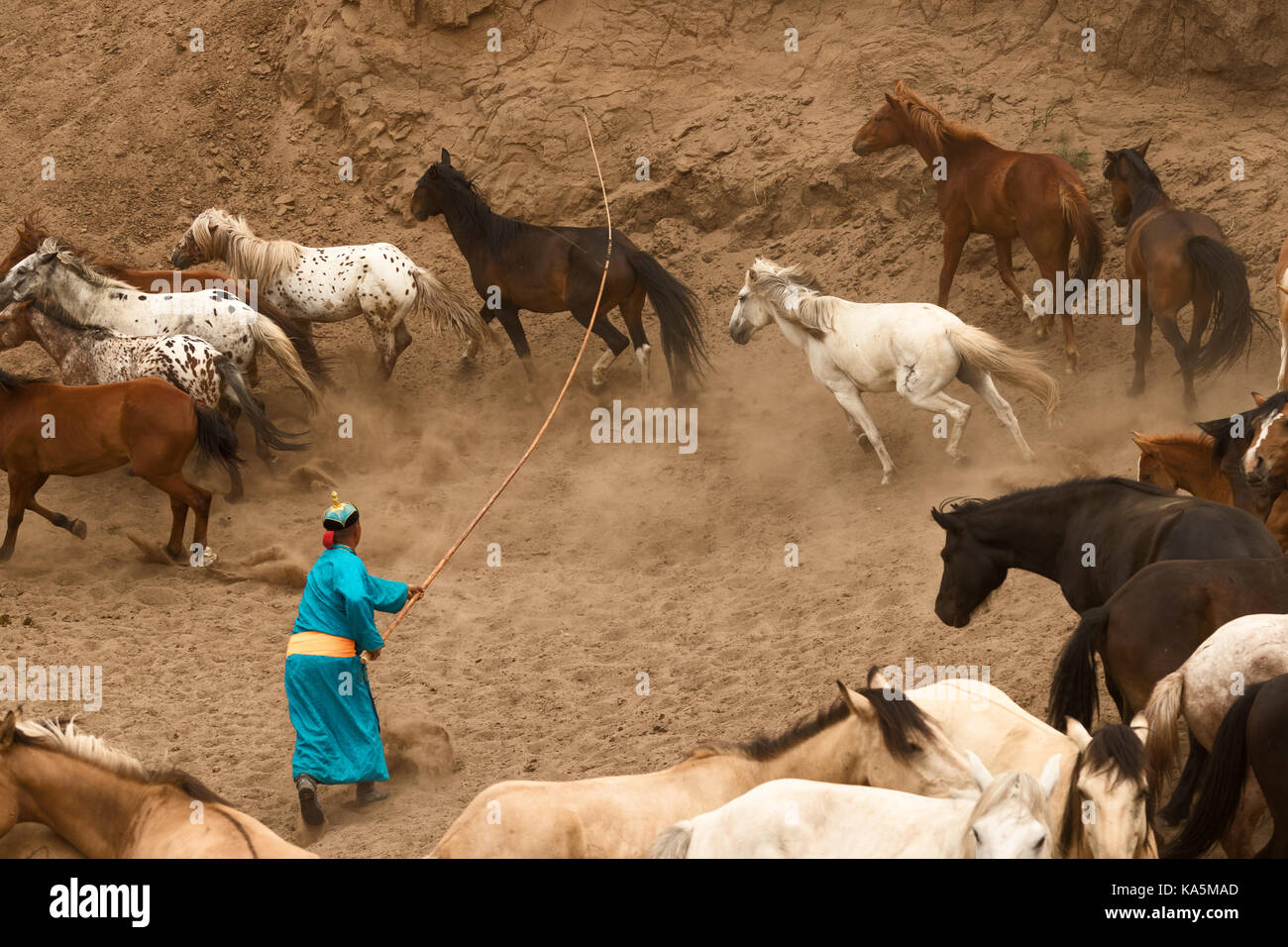 Mongolische Pferde in den Steppen der Mongolei Stockfoto