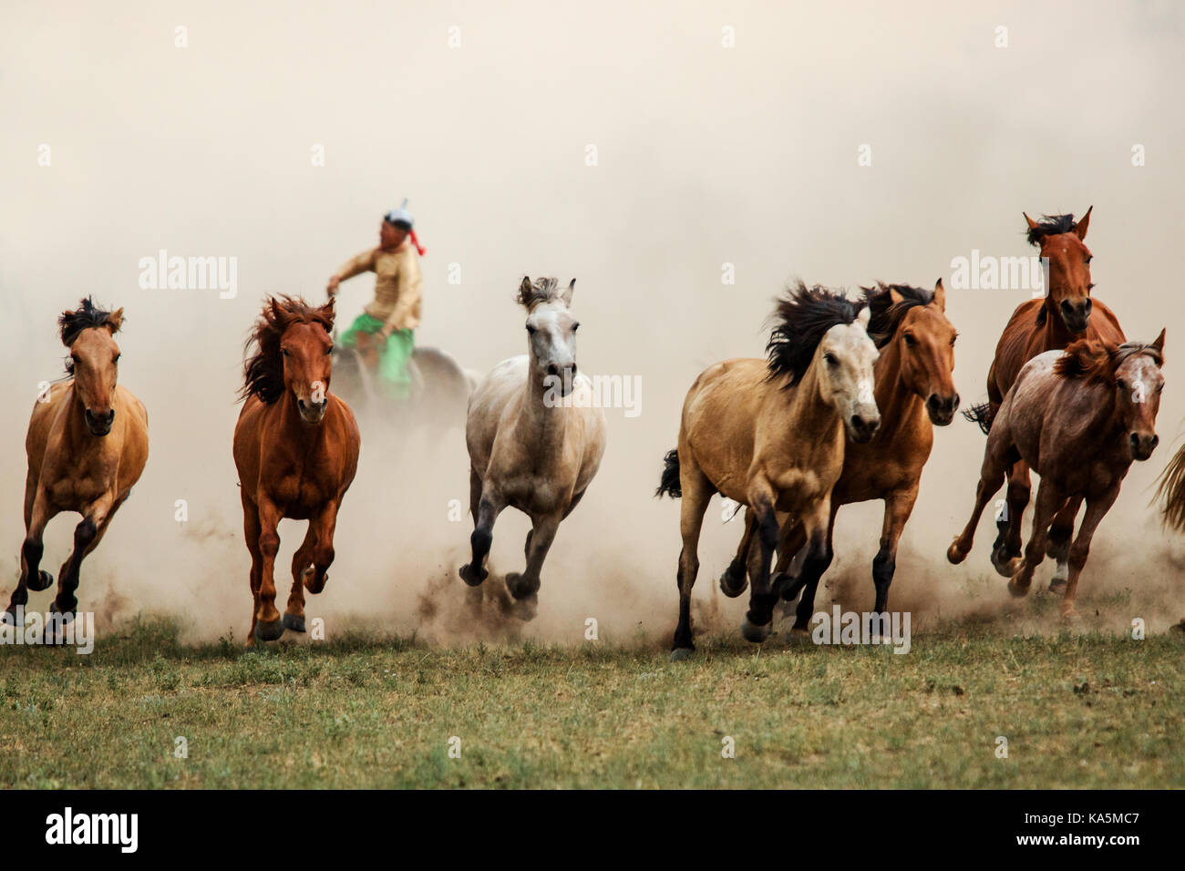 Mongolische Pferde in den Steppen der Mongolei Stockfoto