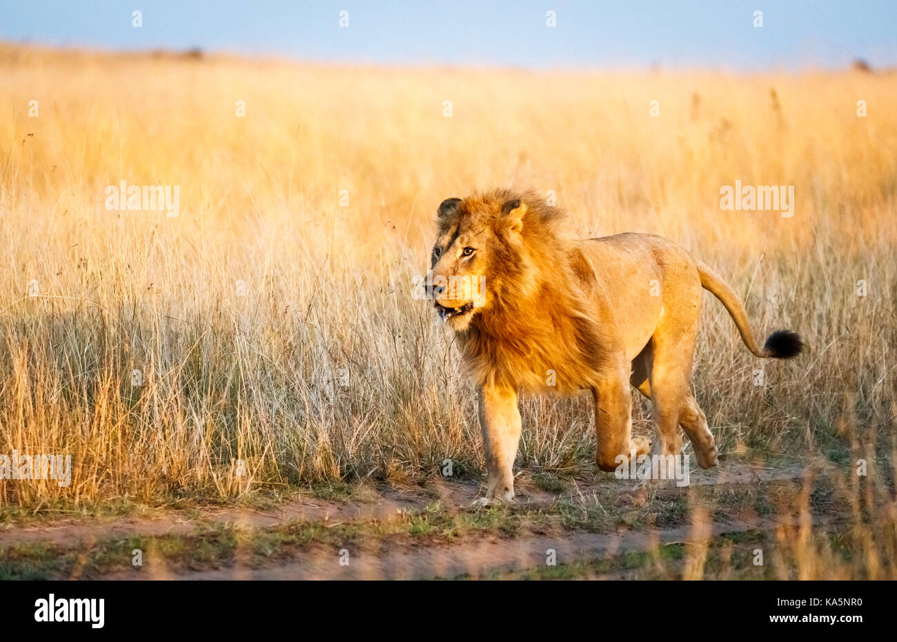 Auf der Suche nach männlichen Mara Löwe (Panthera leo) bricht in einem Durchlauf ein Rivale in der Savanne lange Gras, Masai Mara, Kenia zu konfrontieren Stockfoto