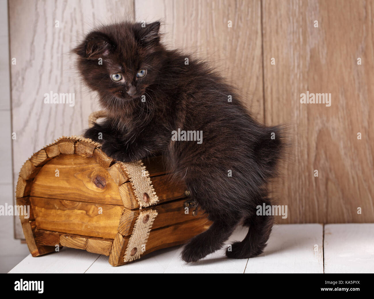 Ein Foto von Lustig bleack American Bobtail cat Stockfoto