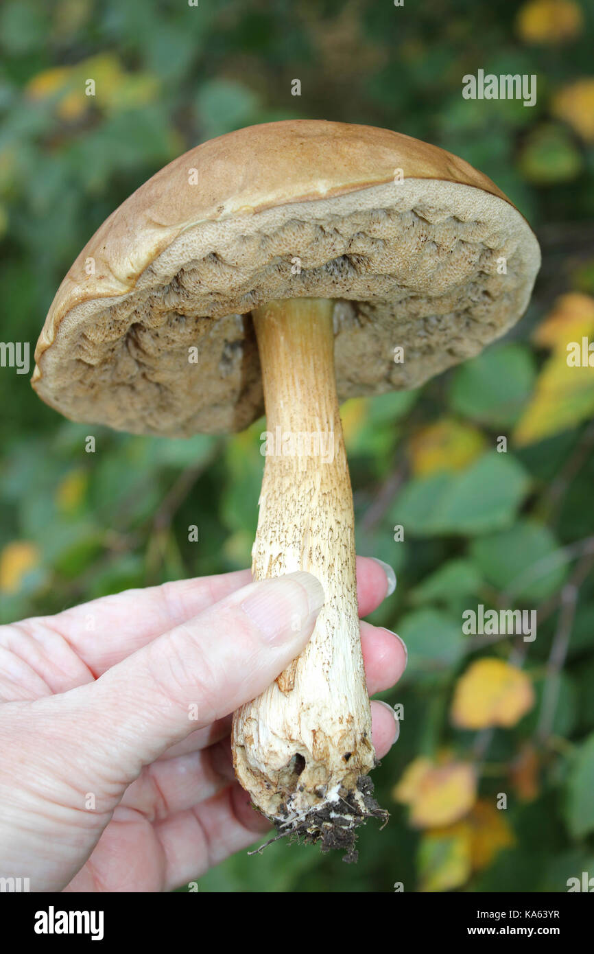 Pilze suchen nach essbaren Pilzen - Braun Birke Bolete Leccinum scabrum Stockfoto