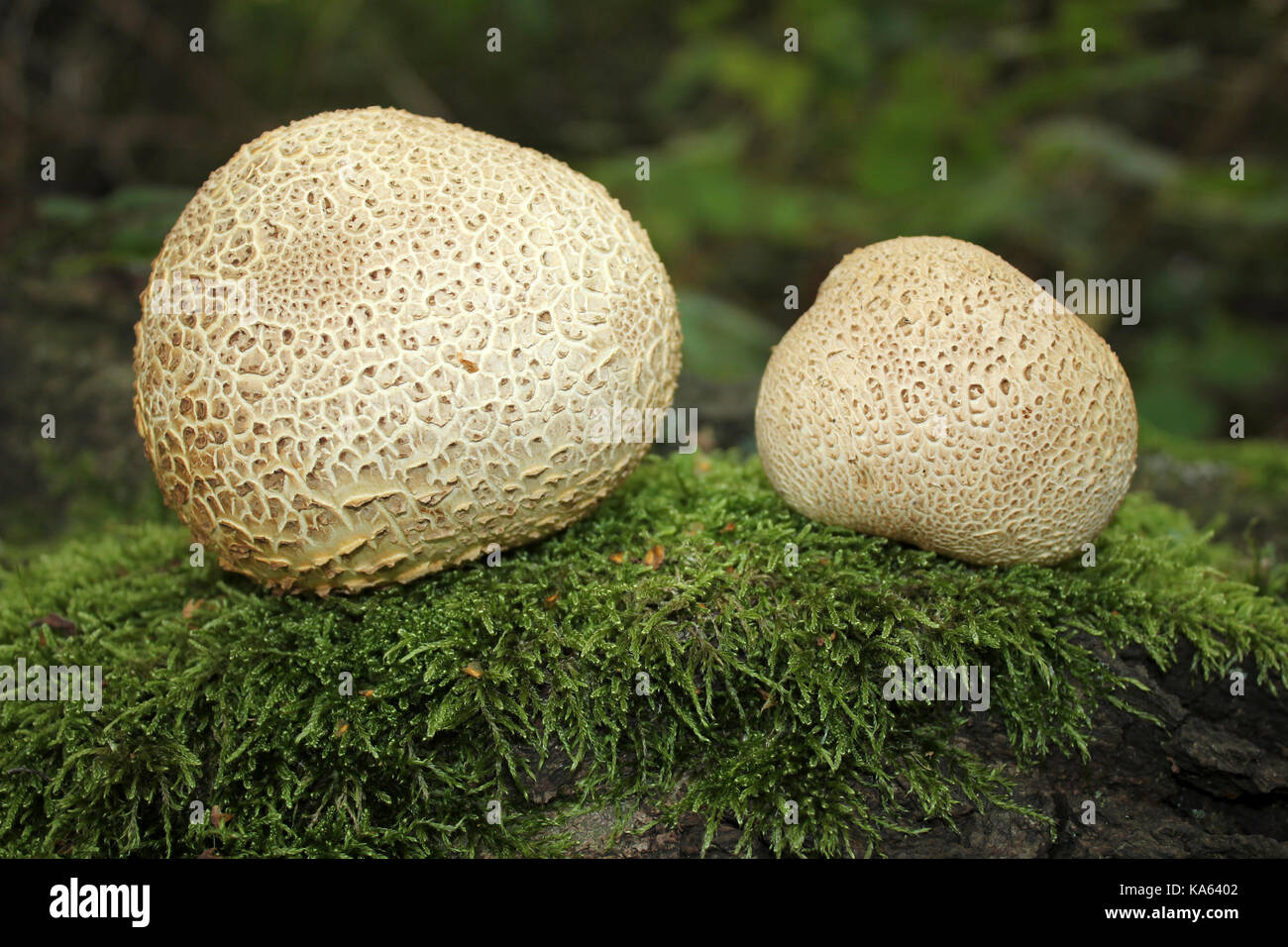 Schuppige Earthball Sklerodermie verrucosum Stockfoto