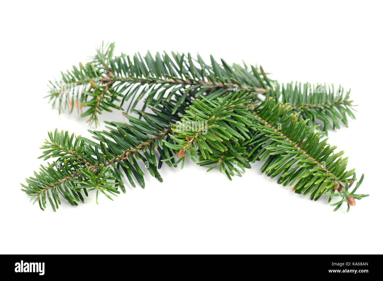 Evergreen pine tree branch Dekoration auf weißem Hintergrund Stockfoto