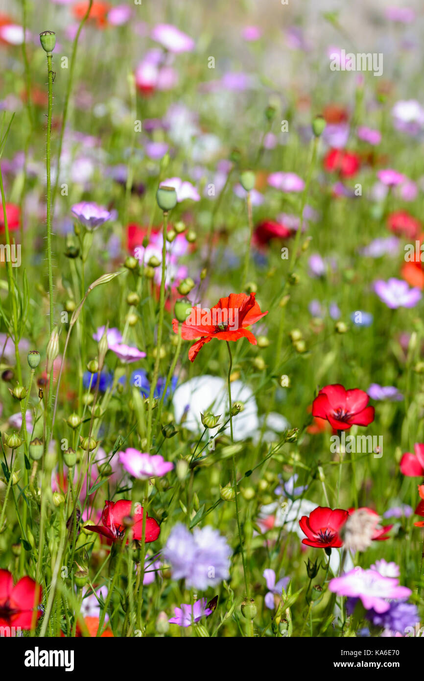 Wilde Blumenwiese Blumen Samen mix wachsen in einem Blumenbeet