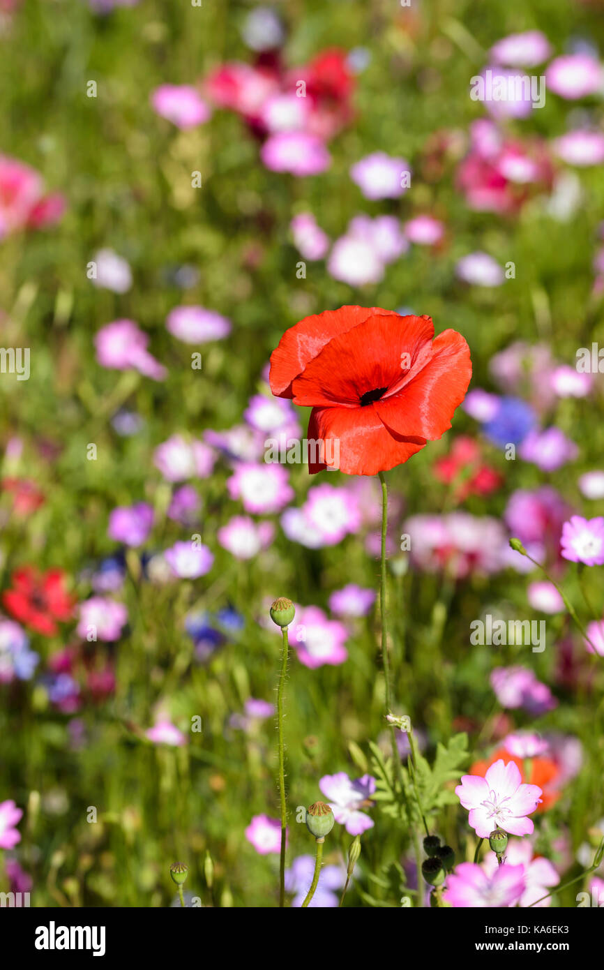 Shirley Mohn Papaver rhoeas wachsen in einem Wild Flower seed mix Wiese Stockfoto