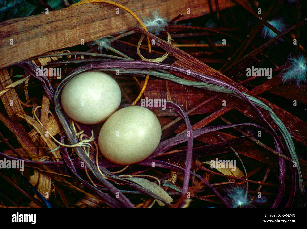 Tauben Eier im Nest, Indien, Asien - stp 258970 Stockfoto