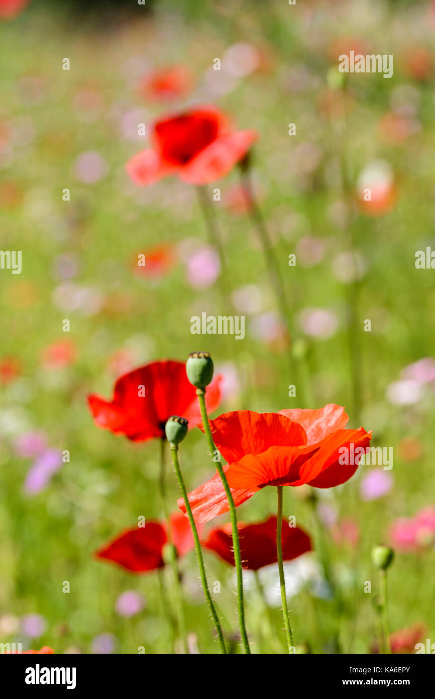 Feld Mohn Papaver rhoeas wächst in einem wilden Samen gewachsen Wiese Stockfoto