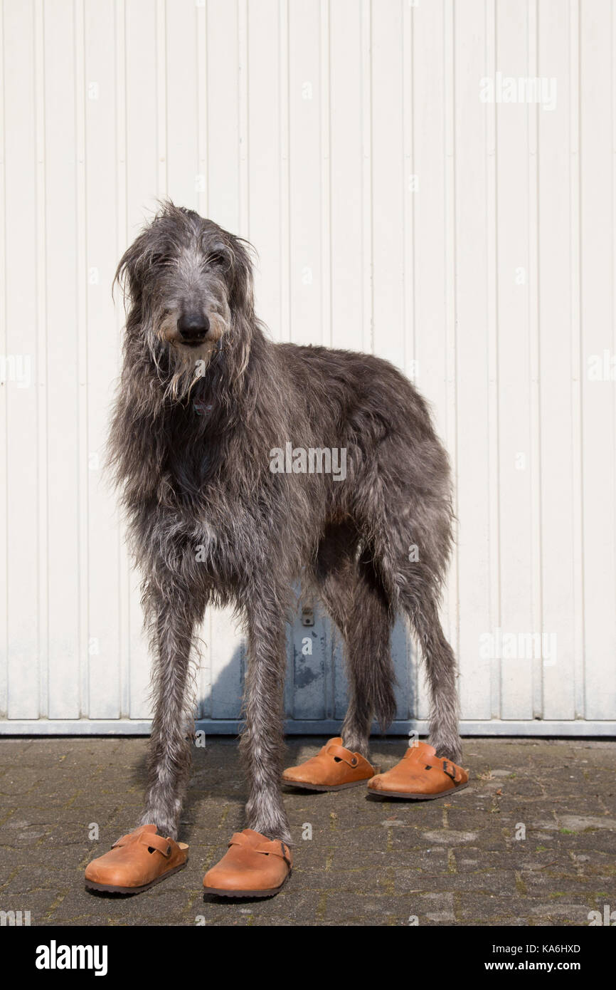 Schottischer Deerhound mit Schuhen Stockfoto