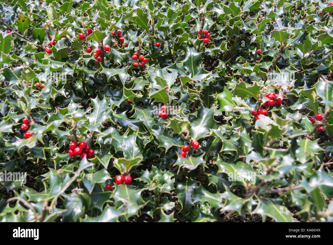 Stechpalme Beeren auf einem holly bush (Ilex Aquifolium). Stockfoto