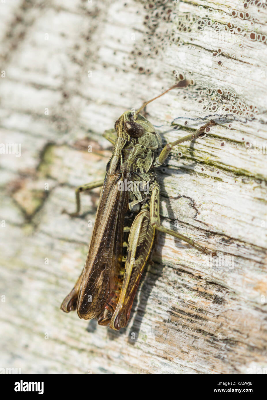 Fleckige Grasshopper (Myrmeleotettix maculatus), männlich, auf einer Holzbank im frühen Herbst in West Sussex, England, UK. Hochformat. Stockfoto