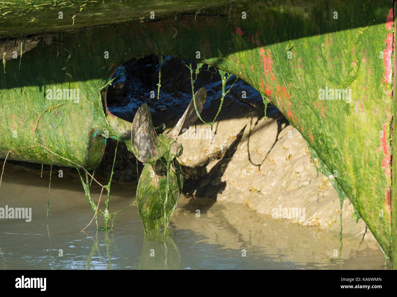 Rumpf des Bootes aus dem Wasser, das die Propeller und Ruder in grün Algen bedeckt. Stockfoto