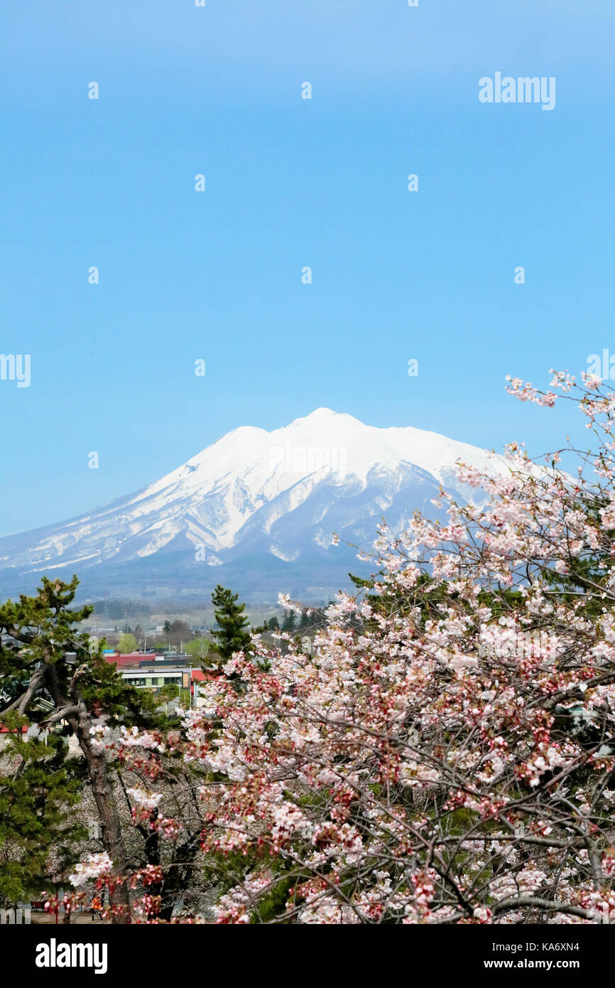 Kirschblüten in Hirosaki Park Stockfoto