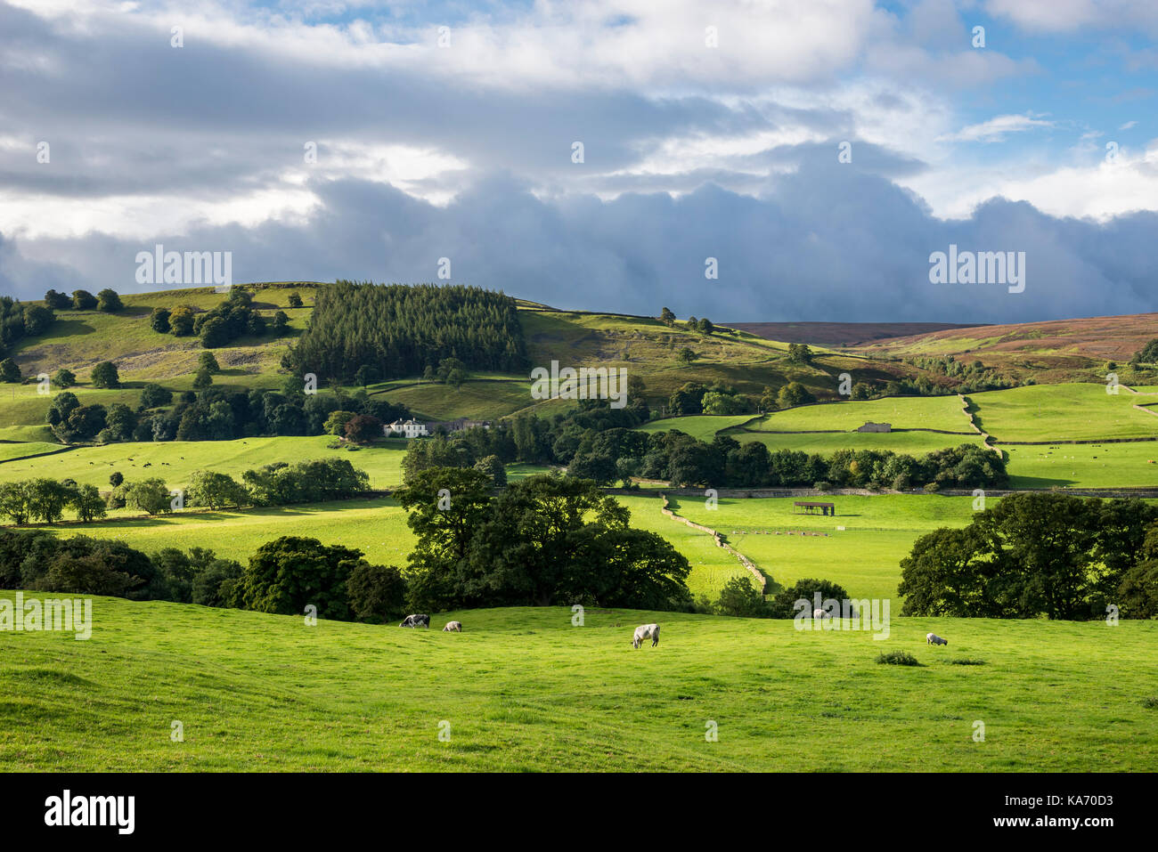 Lebendige grüne Felder in der Nähe von Grinton in Swaledale, Yorkshire Dales, England. Stockfoto